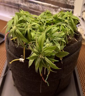 DB489980-A559-4E8A-AFC0-22B447D4D14F.jpeg DB489980-A559-4E8A-AFC0-22B447D4D14F.jpeg