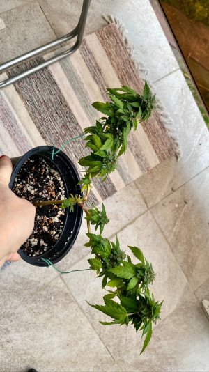 2AA1222A-2B2C-42A3-A8F0-6501219FFC3E.jpeg 2AA1222A-2B2C-42A3-A8F0-6501219FFC3E.jpeg