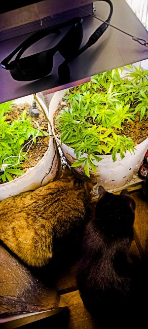 PSX_20221115_080110.jpg PSX_20221115_080110.jpg