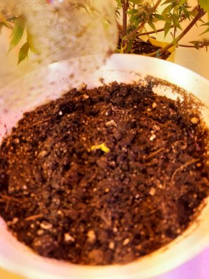 20221115_125915.jpg 20221115_125915.jpg