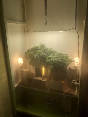 02A9B5D7-BDF1-4FC0-8FE7-F7BD93AA0B19.jpeg 02A9B5D7-BDF1-4FC0-8FE7-F7BD93AA0B19.jpeg