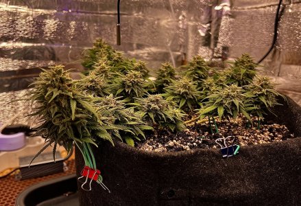 8BFBACB6-C4F3-4D58-A5FE-7511C4AFDC2D.jpeg 8BFBACB6-C4F3-4D58-A5FE-7511C4AFDC2D.jpeg