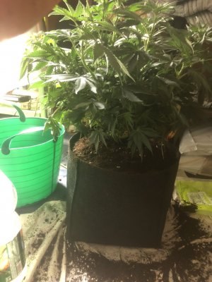 E663A62E-13BD-4B8F-84EF-FB5AFA29057E.jpeg E663A62E-13BD-4B8F-84EF-FB5AFA29057E.jpeg