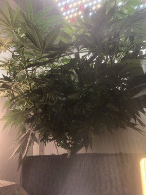 123772CB-4C28-4EE8-93A3-EBF2512571E6.jpeg 123772CB-4C28-4EE8-93A3-EBF2512571E6.jpeg