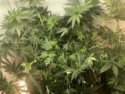 25E5095A-0832-4EDC-8DD5-7B106A9D48F1.jpeg 25E5095A-0832-4EDC-8DD5-7B106A9D48F1.jpeg