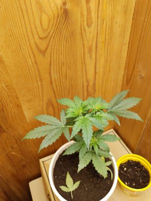 IMG_20221120_234905.jpg IMG_20221120_234905.jpg