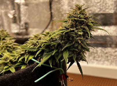 69513A4E-D9AF-48EB-9ED6-249296EE3645.jpeg 69513A4E-D9AF-48EB-9ED6-249296EE3645.jpeg