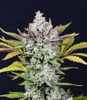 1669116269964.png 1669116269964.png