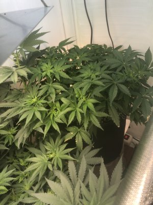 CF1DDED7-3C7F-4B06-81FE-6DC8A15BE9FB.jpeg CF1DDED7-3C7F-4B06-81FE-6DC8A15BE9FB.jpeg