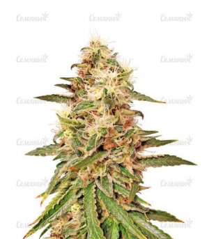 Astral.jpg Astral.jpg