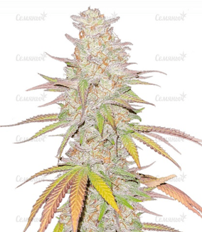 1669206381347.png 1669206381347.png