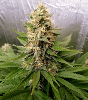 1669206393106.png 1669206393106.png