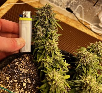 525BF4EF-E2C9-459D-A324-1171A5FF48E3.jpeg 525BF4EF-E2C9-459D-A324-1171A5FF48E3.jpeg