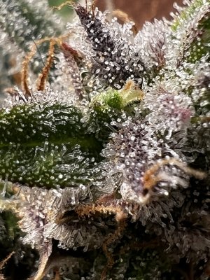 4402EEA0-9187-44B4-9305-4221FC24A6C5.jpeg 4402EEA0-9187-44B4-9305-4221FC24A6C5.jpeg