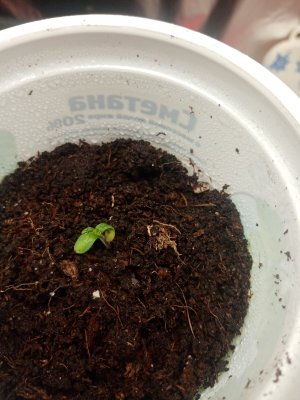 IMG_20221115_091717.jpg IMG_20221115_091717.jpg