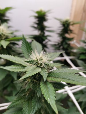 IMG_20221128_104156.jpg IMG_20221128_104156.jpg