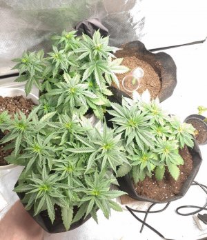 Сверху Pandora auto (Paradise) Сверху Pandora auto (Paradise)