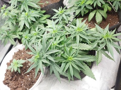 Marmalate Early vers (delicious seeds) Marmalate Early vers (delicious seeds)