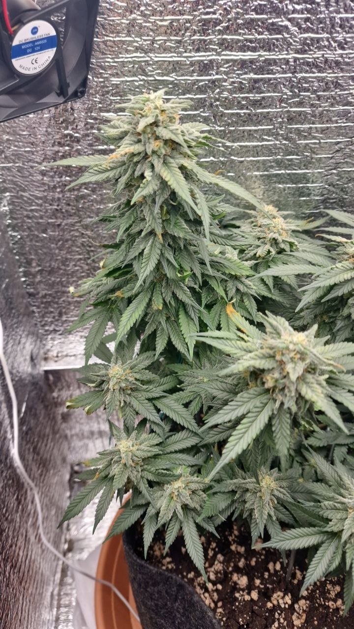 IMG_20221130_131511_279.jpg IMG_20221130_131511_279.jpg