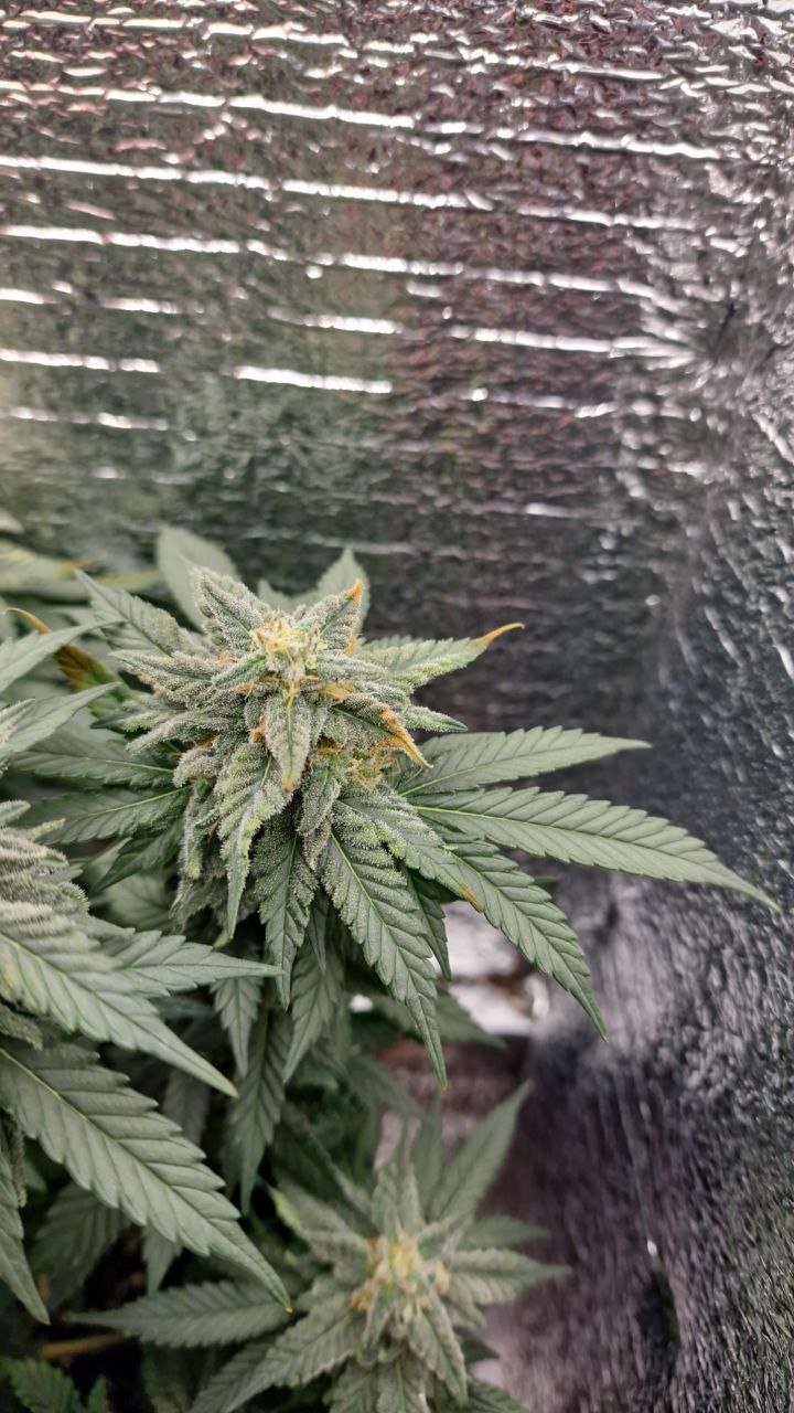 IMG_20221130_131515_250.jpg IMG_20221130_131515_250.jpg