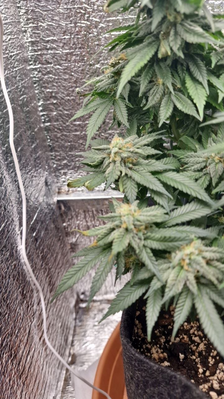 IMG_20221130_131520_540.jpg IMG_20221130_131520_540.jpg