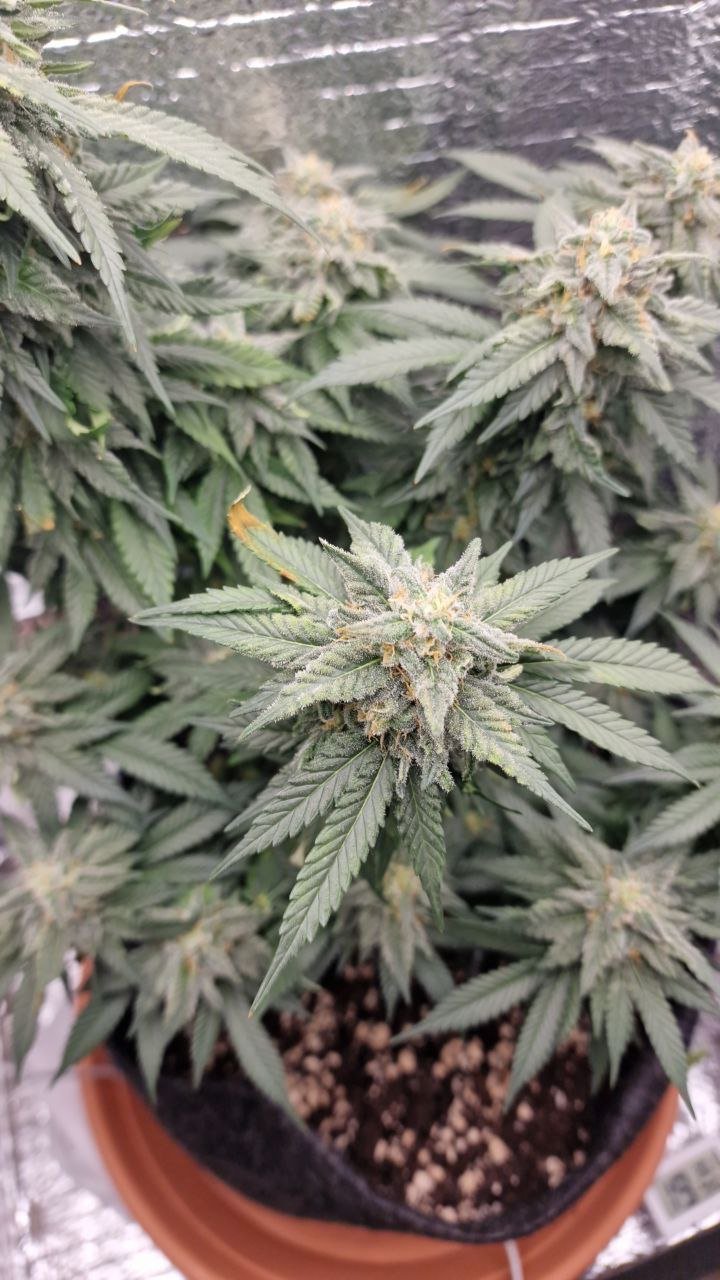 IMG_20221130_131526_009.jpg IMG_20221130_131526_009.jpg