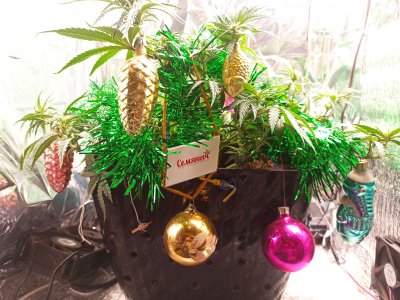 IMG_20221130_192704.jpg IMG_20221130_192704.jpg