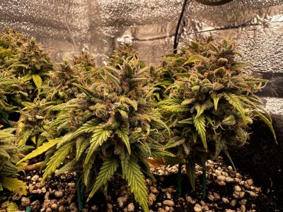 20BE6BD4-E5D1-4A9C-89AA-3CA0386F1A96.jpeg 20BE6BD4-E5D1-4A9C-89AA-3CA0386F1A96.jpeg