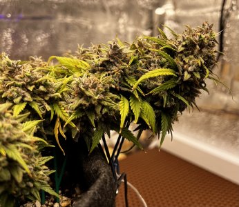 4E476FA9-DAB0-4E07-B7B5-6541E4A7E703.jpeg 4E476FA9-DAB0-4E07-B7B5-6541E4A7E703.jpeg