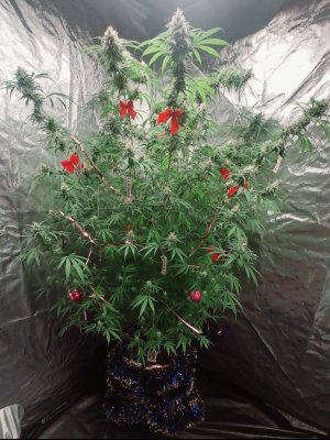 Screenshot_20221203-152153_Gallery.jpg Screenshot_20221203-152153_Gallery.jpg