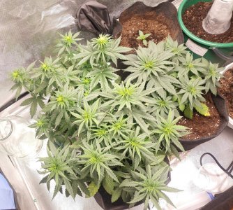 IMG_20221204_124836_206.jpg IMG_20221204_124836_206.jpg