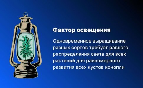 Освещение конопли Освещение конопли