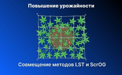 Тренировки растений конопли Тренировки растений конопли