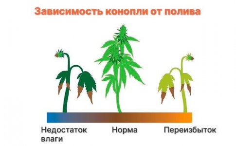 Полив растений каннабиса Полив растений каннабиса