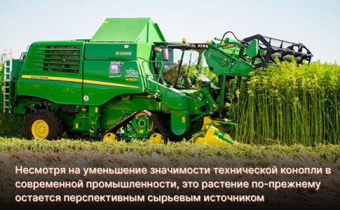 Техническая конопля сегодня Техническая конопля сегодня