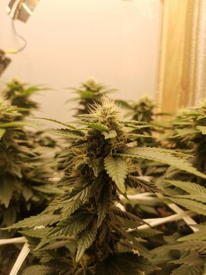 IMG_20221205_172327.jpg IMG_20221205_172327.jpg