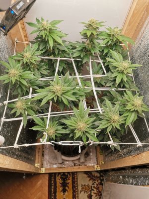 IMG_20221206_185443.jpg IMG_20221206_185443.jpg