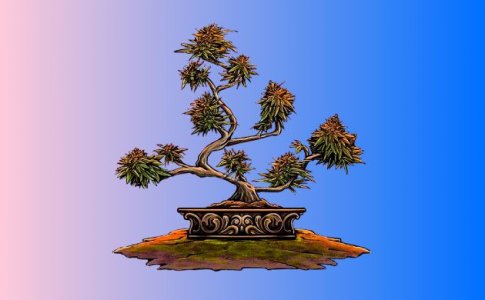 Выращивание конопли бонсай Выращивание конопли бонсай