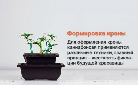 формировка кроны формировка кроны