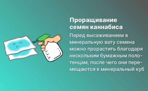Проращивание семян Проращивание семян