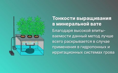 Особенности грова в минеральной вате Особенности грова в минеральной вате