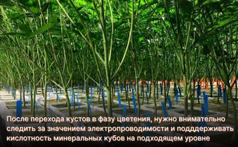 Цветение конопли в минеральной вате Цветение конопли в минеральной вате