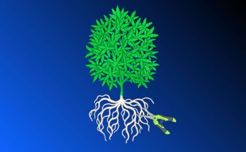 Что такое обрезка корней конопли? Что такое обрезка корней конопли?