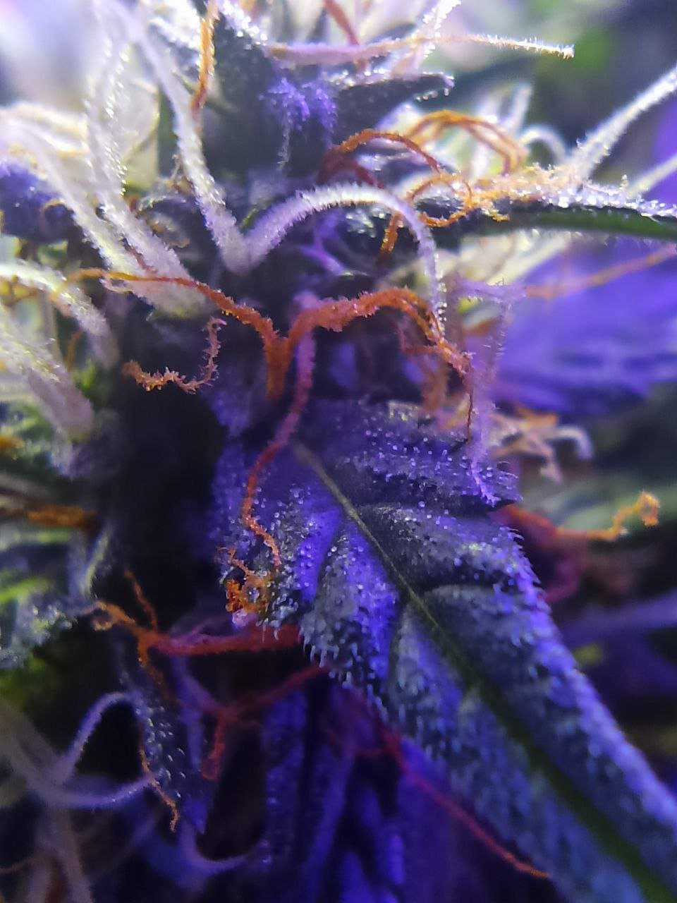 photo_2022-12-06_20-54-16 (2).jpg photo_2022-12-06_20-54-16 (2).jpg