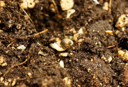 апро-4.jpg апро-4.jpg