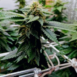 IMG_20221207_192239_edit_330991983715119.jpg IMG_20221207_192239_edit_330991983715119.jpg