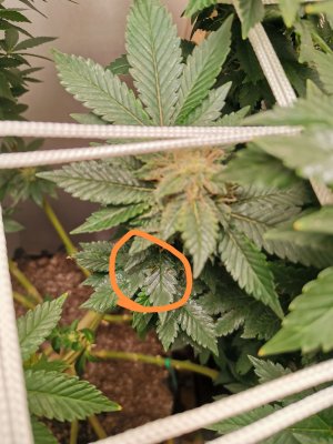 IMG_20221209_202202_edit_445281740974242.jpg IMG_20221209_202202_edit_445281740974242.jpg