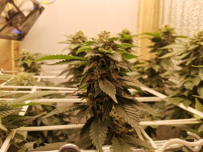 IMG_20221210_190222.jpg IMG_20221210_190222.jpg