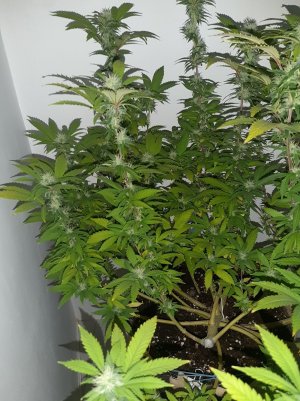 20221212_142701.jpg 20221212_142701.jpg