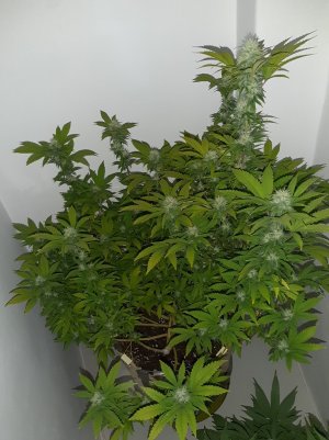 20221212_142622.jpg 20221212_142622.jpg